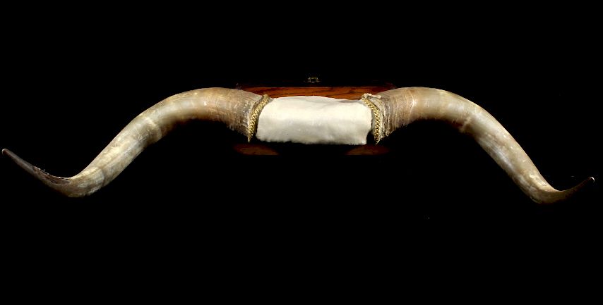 Appraisal: Exceptional Texas Longhorn Mounted Steer Horn Rack Included in this