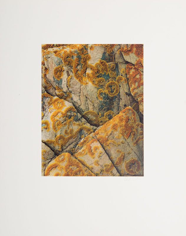 Appraisal: ELIOT PORTER - LICHEN ON ROCK BARRED ISLAND ME UNTITLED