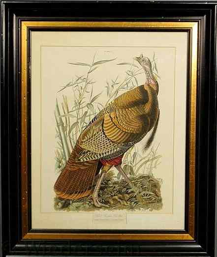 Appraisal: Audubon print Great American Cock Male- Wild Turkey mounted in