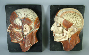 Appraisal: A pair of painted composition anatomical instructional model head sections