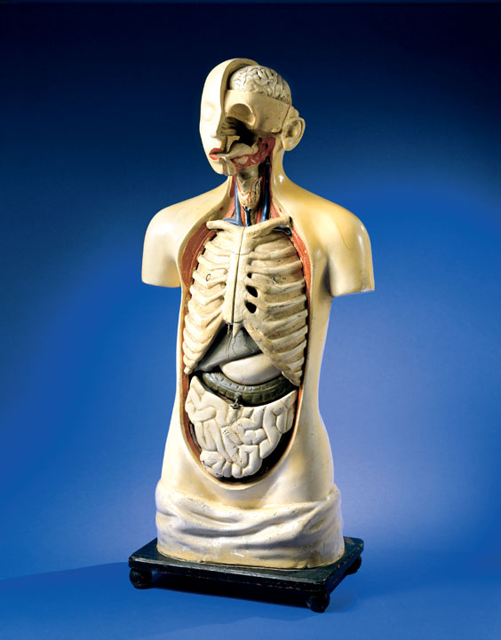 Appraisal: OLD SCHOOL HOUSE SEXLESS ANATOMICAL MODEL Circa 's- 's This