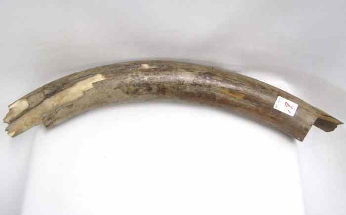 Appraisal: LARGE SECTION OF FOSSILIZED IVORY TUSK from a pre-historic mastodon