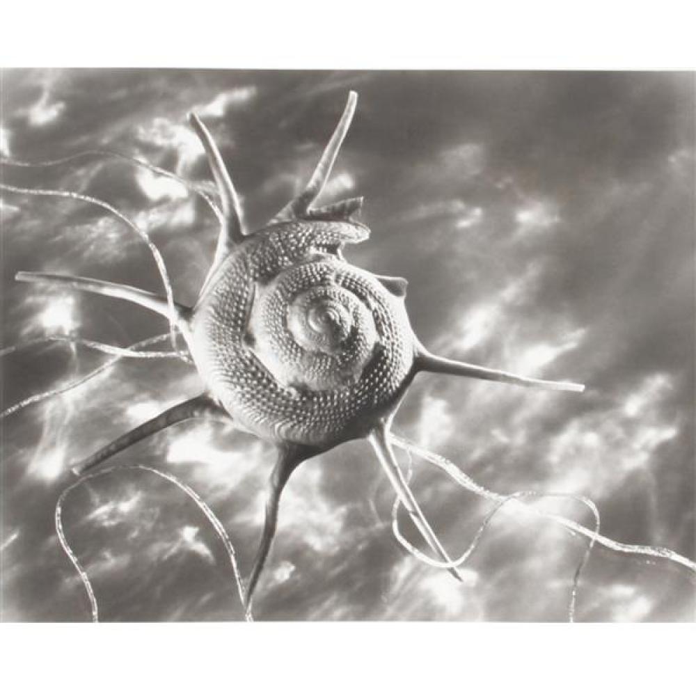 Appraisal: RUTH BERNHARD AMERICAN - STARSHELL GELATIN SILVER PHOTOGRAPH PRINT H