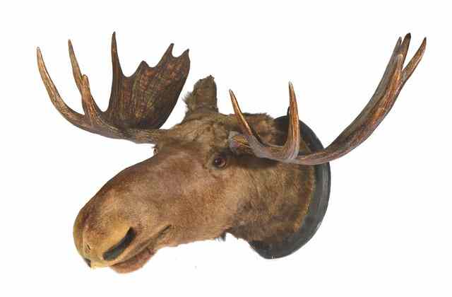 Appraisal: A LARGE TAXIDERMIC MOOSE HEAD mounted on an oval wall