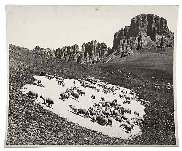 Appraisal: Charles Belden Photograph of a Herd of Sheep Gathered on