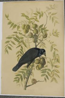 Appraisal: After John James Audubon New York - American Crow Corvus