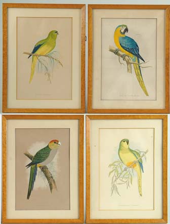 Appraisal: SET OF FOUR COLORFUL BIRD PRINTS Titled Blue and Yellow