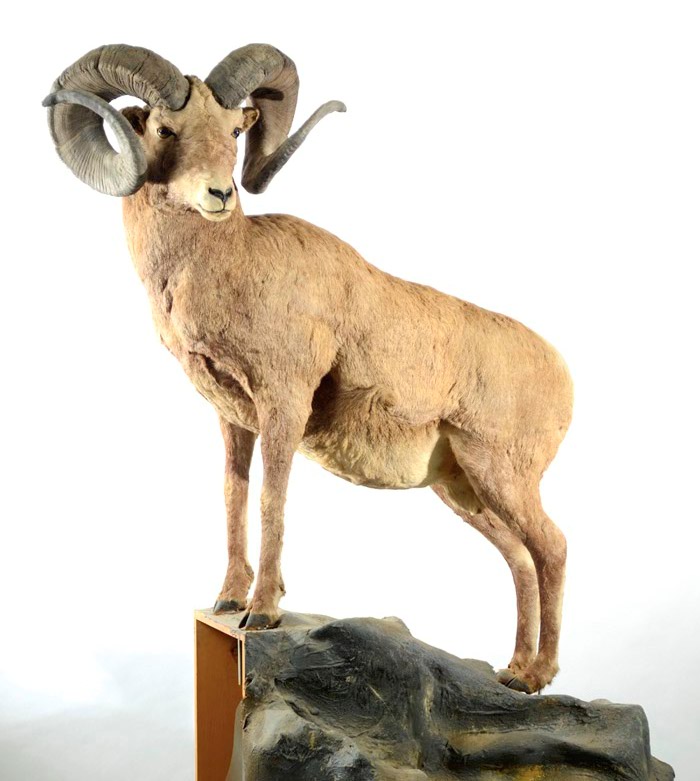 Appraisal: NORTH AMERICAN BIGHORN SHEEP TAXIDERMY MOUNT a fully body mount