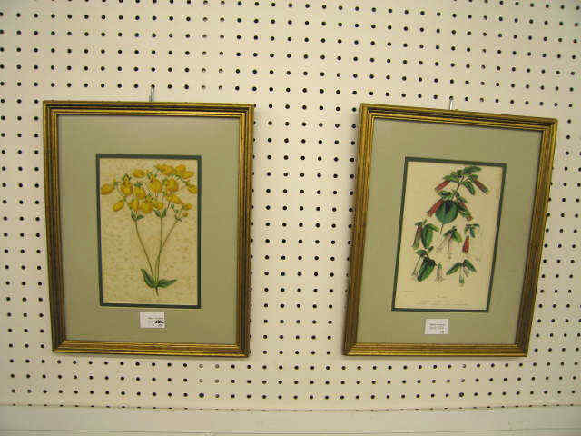 Appraisal: Pair of Early Botanical Prints