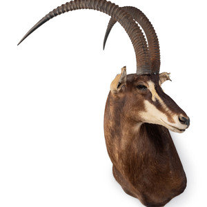 Appraisal: A Shoulder Mount Taxidermy Sable Antelope Height inches