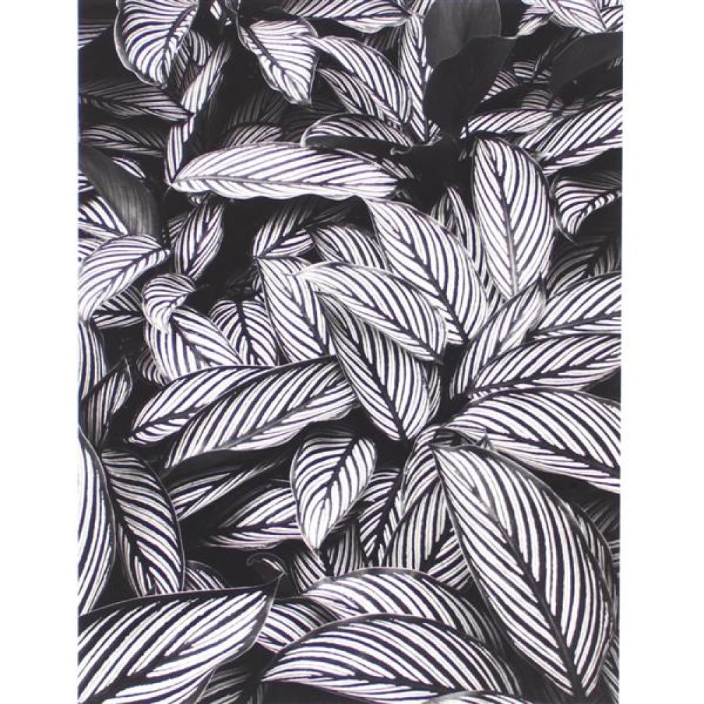 Appraisal: DON WORTH AMERICAN B CALATHEA VITTATA OAHU HAWAII GELATIN SILVER