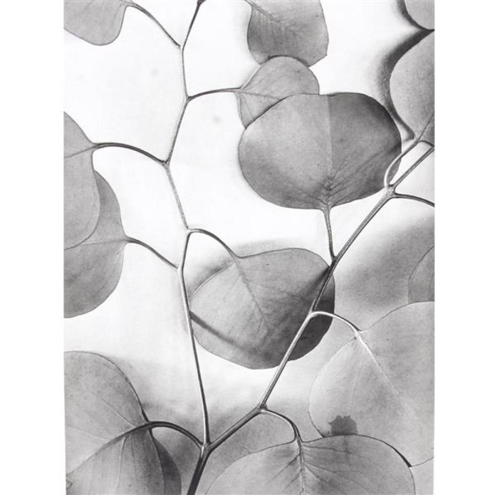 Appraisal: ALMA R LAVENSON AMERICAN - EUCALYPTUS LEAVES SILVER PRINT PHOTOGRAPH