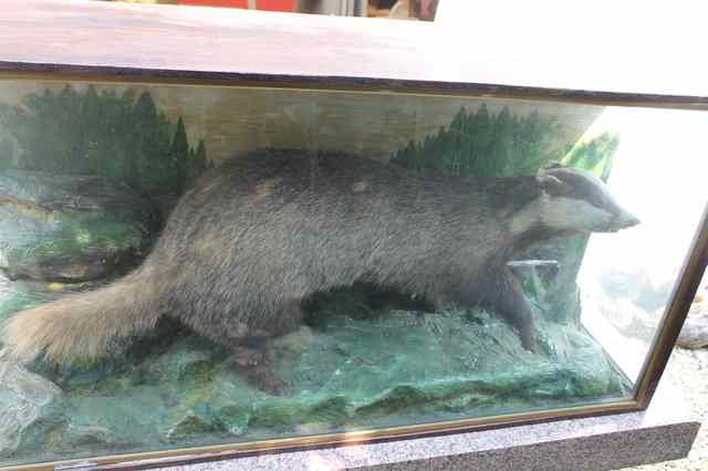 Appraisal: A PRESERVED BADGER walking along within a naturalistic setting in