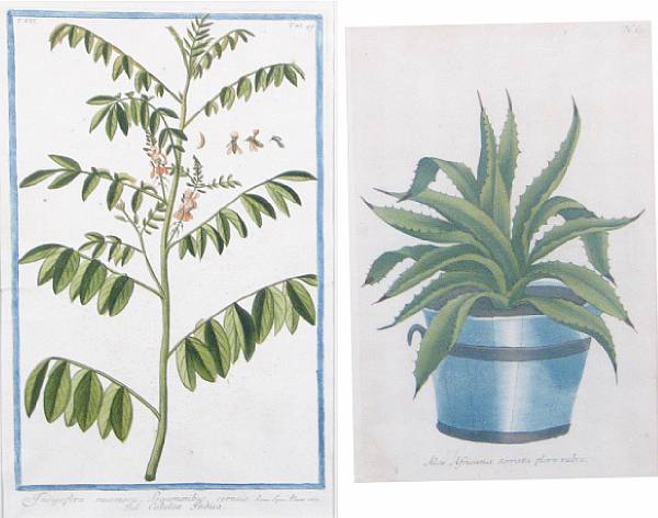 Appraisal: Artist Unknown Botanical Studies of Aloe Plants in Planters and