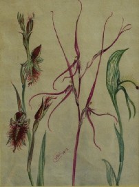 Appraisal: Neville William Cayley Junior - Orchids II watercolour on paper