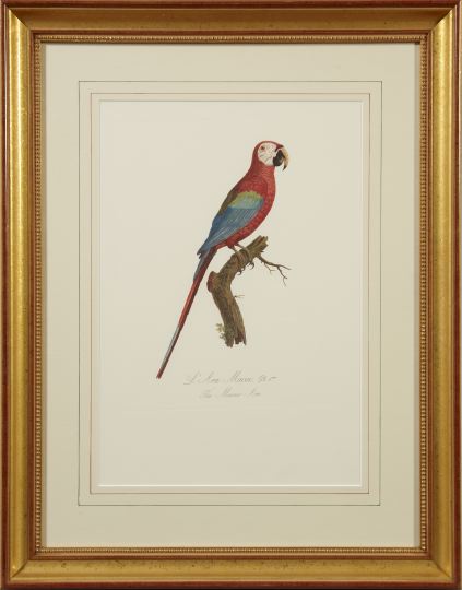 Appraisal: After Francois Levillant French - Parrots pair of chromolithographs from