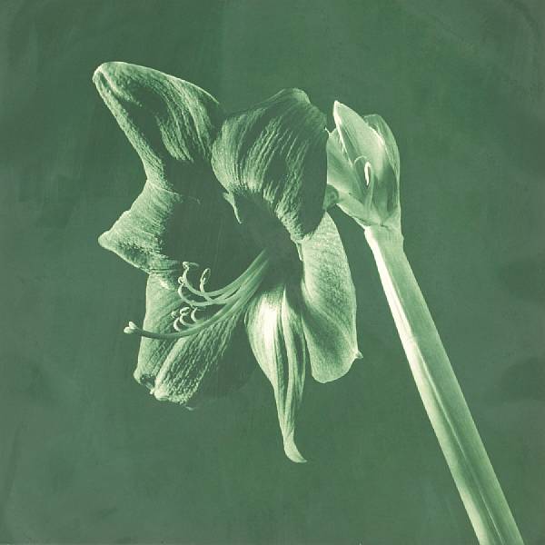 Appraisal: Robert Mapplethorpe American - Amaryllis from Flowers Suite Toned photogravure