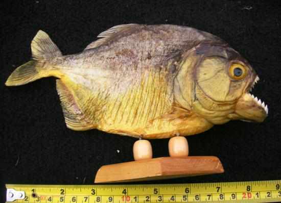 Appraisal: MATURE PIRAHANA Taxidermied mounted Bolivia