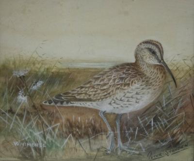 Appraisal: Peter Standen Whimbrel signed and inscribed watercolour cm x cm