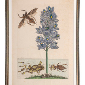 Appraisal: Four Hand-Colored Botanical Engravings including Joseph Mulder - and F