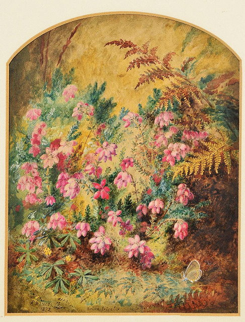 Appraisal: Albert Durer Lucas British - Pink bell heather signed and