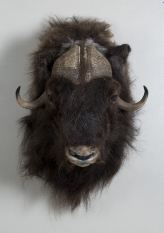 Appraisal: Musk Ox Trophy Mount Musk Ox Jonas Brothers Taxidermy Trophy