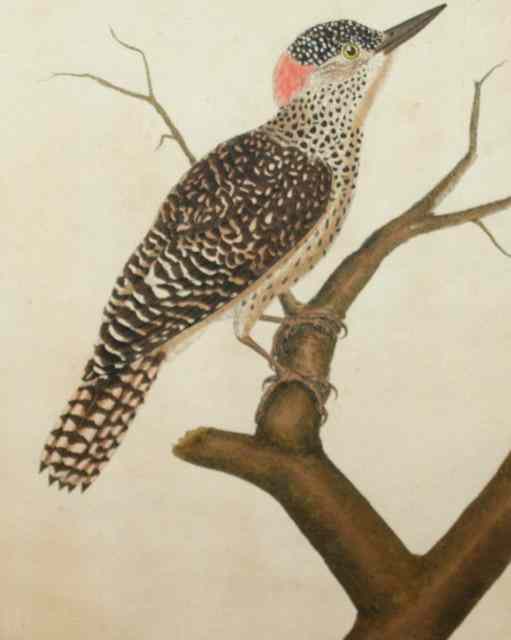 Appraisal: AFTER MARTINETA group of five hand-coloured ornithological engravings x and