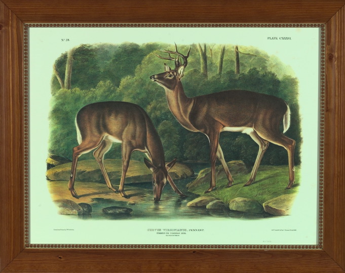 Appraisal: After John James Audubon American - Common or Virginia Deer