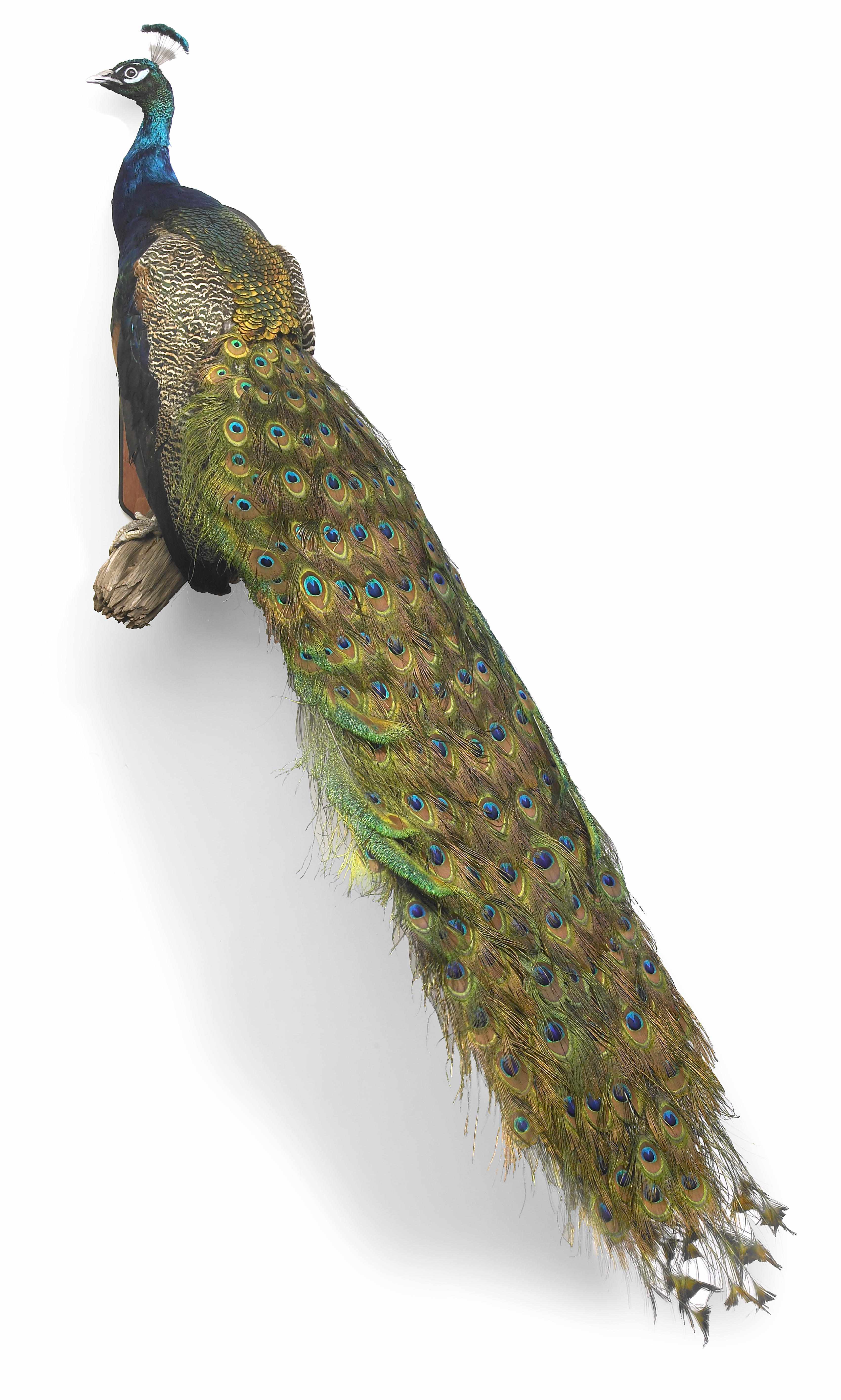 Appraisal: Property of a Southern California Collector Taxidermic India Blue Peacock