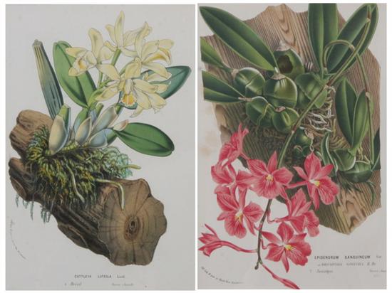 Appraisal: AFTER HORTO VAN HOUTTEANO Belgian th century Orchids Four hand-colored