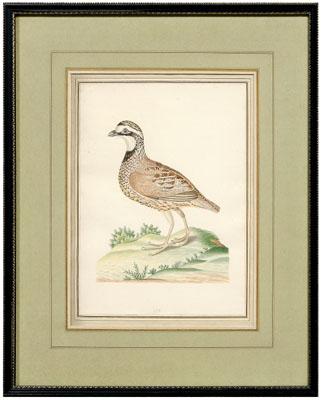 Appraisal: Rare John Abbot watercolor British Georgia - Maryland Partridge Perdix