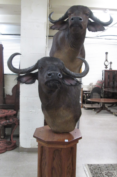 Appraisal: DOUBLE AFRICAN TAXIDERMY MOUNT ON PEDESTAL two Cape Buffalo head