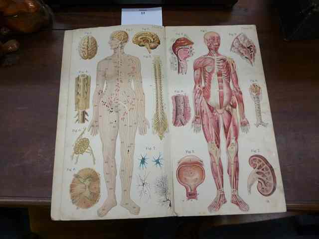 Appraisal: BAILLIERE'S POPULAR ATLAS of the anatomy and physiology of the