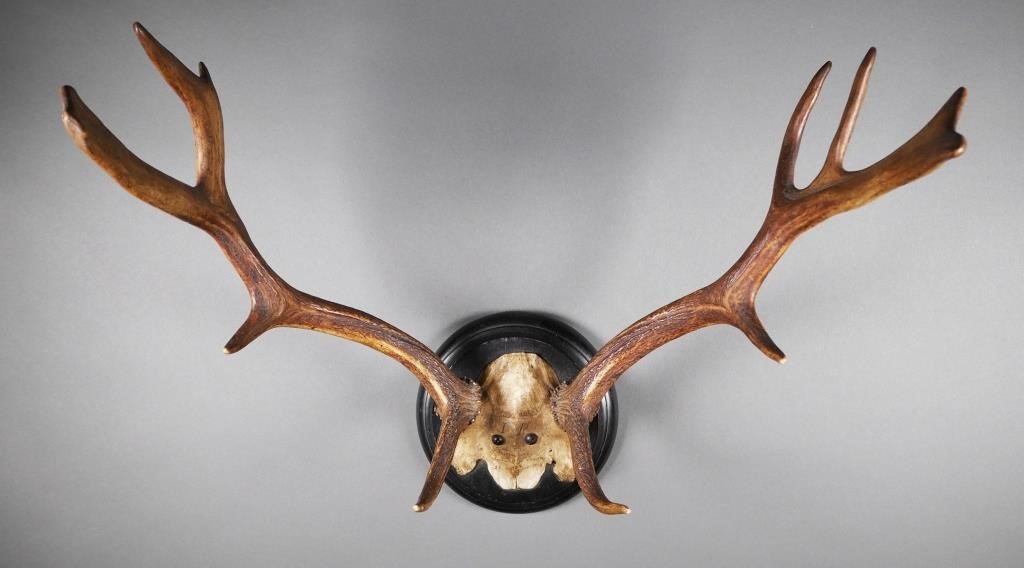 Appraisal: FALLOW DEER ANTLER TROPHY RACKAntique deer antlers with German writing