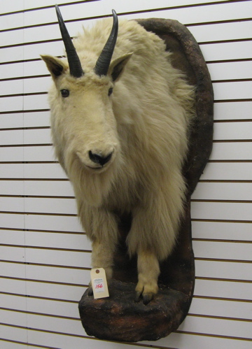 Appraisal: MOUNTAIN GOAT oreamnos americanus americanus half trophy mount on wall