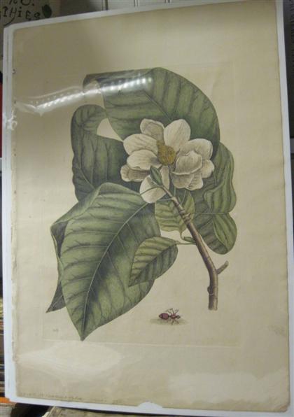 Appraisal: pieces Hand-Colored Engravings Catesby Mark Silky Cameila Cucumber Tree London