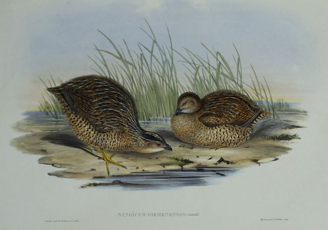 Appraisal: Van Diemen's Land Partridge Synoicus Diemenensis