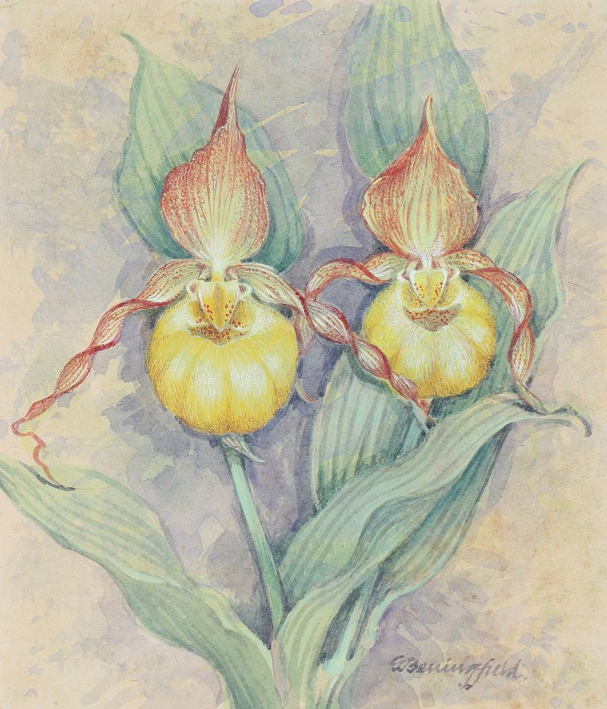 Appraisal: Gordon Beningfield - Lady's Slipper Gordon Beningfield British - Lady's