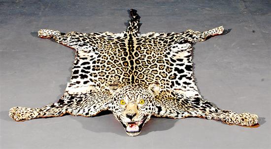 Appraisal: Leopard skin rug full mounted head and paws laid to