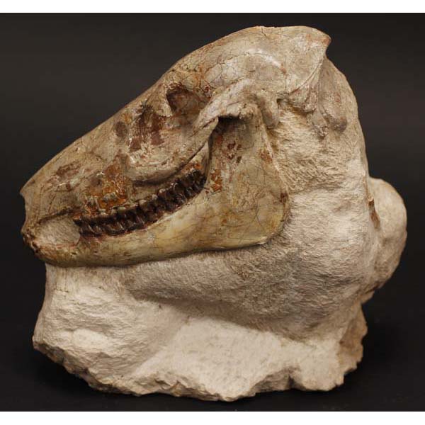 Appraisal: Mesohippo bairdi fossil prehistoric horse skull middle oligocene - mybp