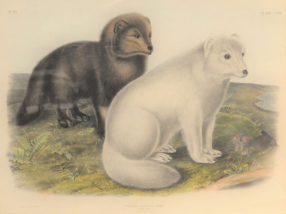 Appraisal: After John James Audubon American - Arctic Fox plate CXXI