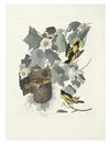 Appraisal: AUDUBON JOHN JAMES Baltimore Oriole Plate Hand-colored engraved and aquatint