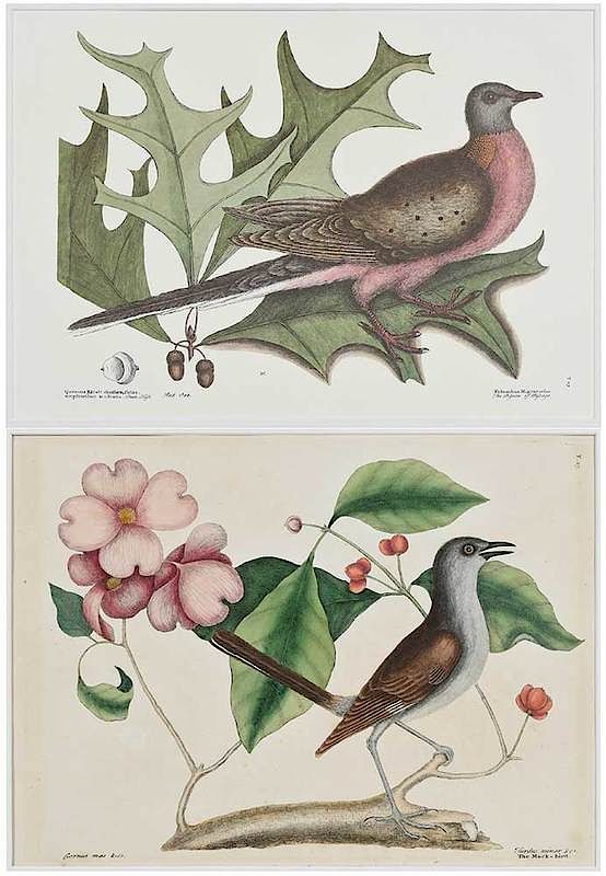 Appraisal: Mark Catesby British - Two ornithological plates Palumbus Migratorius T