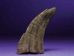 Appraisal: EXTREMELY RARE WOOLLY RHINOCEROS HORN Coelodonta antiquitatis sp Pleistocene Siberia