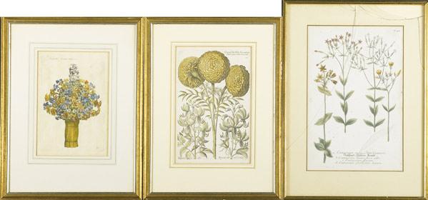 Appraisal: BOTANICAL PRINTS Six hand colored engravings in gilded frames probably