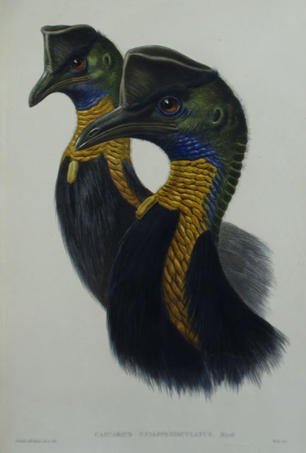 Appraisal: One-carunculated Cassowary Casuarius Uniappendiculatus Two heads natural size Text with