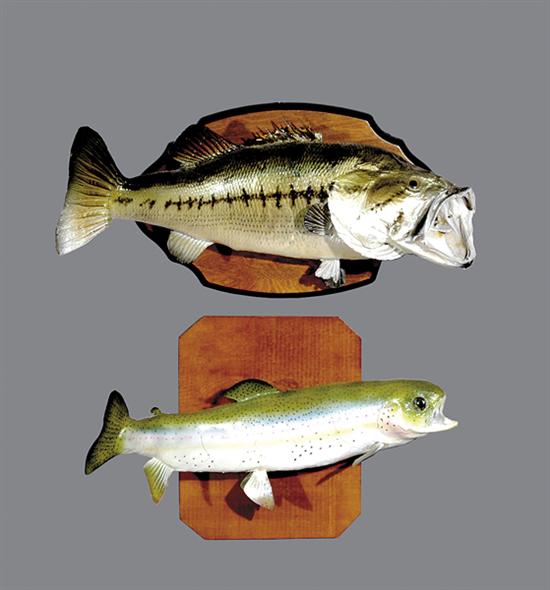 Appraisal: Taxidermy specimens of mounted fishes Largemouth Bass L and Rainbow