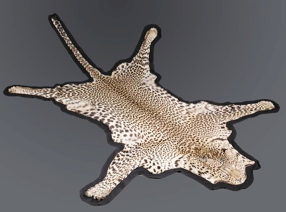 Appraisal: Cheetah skin A cheetah skin Genus thought to be Acinoyx