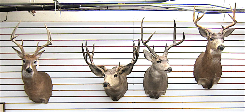 Appraisal: FOUR DEER TROPHY HEAD MOUNTS WITH HORNS Mule Blacktail and