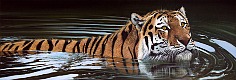 Appraisal: Pip McGarry Present Tiger in Wateroil on canvas x in